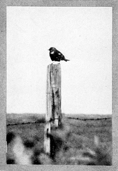 Photo by the Author.
MALE YELLOW HEAD.