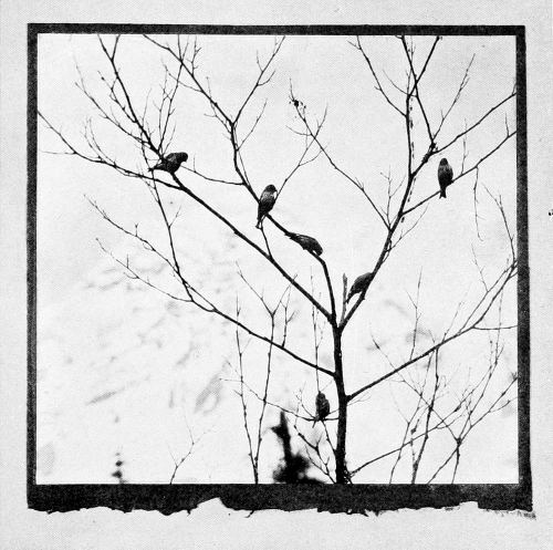 Taken at Longmire’s Springs. From a Photograph Copyright, 1908, by W. L. Dawson.
SIX LITTLE SISKINS.
“THE MOUNTAIN” AS A BACKGROUND.