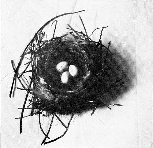 Taken in Tacoma. Photo by the Author.
NEST AND EGGS OF PINE SISKIN.