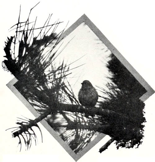 Taken in Spokane. Photo by the Author.
CASSIN’S FINCH.