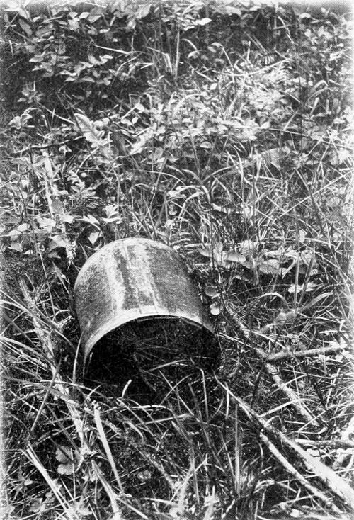 Taken in Tacoma. Photo by the Author.
UNDER A TIN ROOF.
THE NEST IN THE CAN CONTAINS FIVE EGGS.