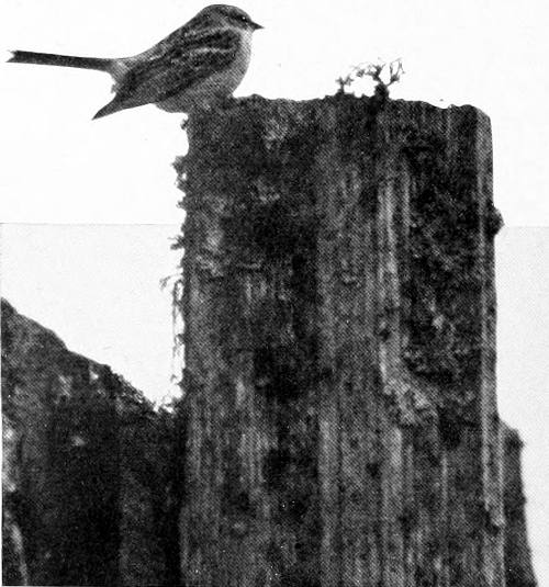 Taken in Pierce County. Photo by the Author.
JUST ARRIVED.
WESTERN CHIPPING SPARROW, ADULT MALE.