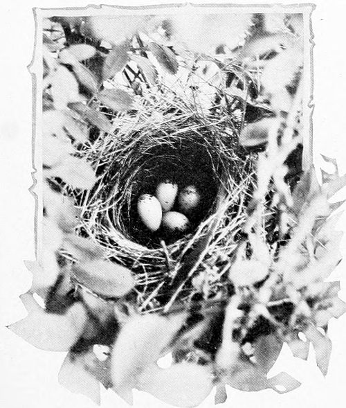 Taken near Chelan. Photo by the Author.
“FOUR OF THE CUTEST——.”