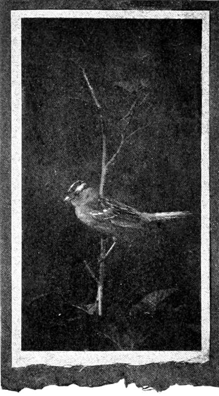 Taken in Seattle. Photo by the Author.
FEMALE NUTTALL SPARROW.