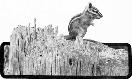 Taken in Oregon. Photo by A. W. Anthony.
A PROFESSIONAL OOLOGIST.