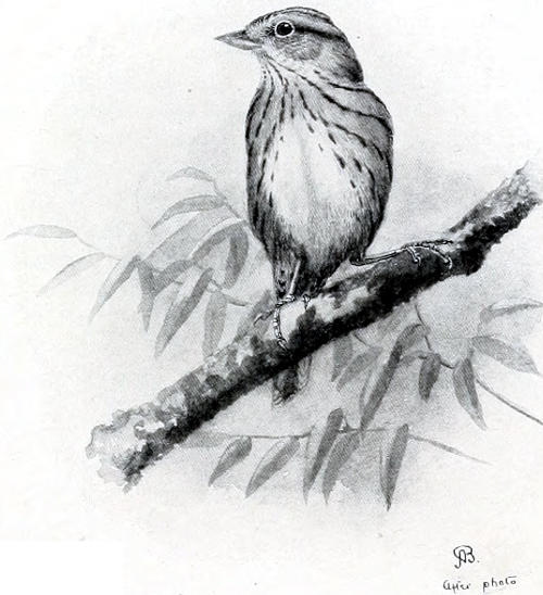 Taken at Longmire’s Springs.
LINCOLN’S SONG SPARROW.
ALLAN BROOKS AFTER PHOTO BY THE AUTHOR.