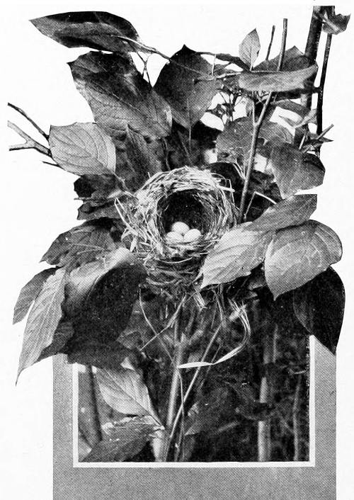 Taken near Spokane. Photo by Fred S. Merrill.
A LAZULI BUNTING’S NEST.