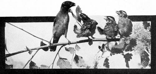 Taken in Oregon. Photo by Finley and Bohlman.
ANTICIPATION.