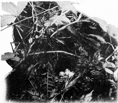 Taken near Tacoma. Photo by J. H. Bowles.
NEST AND EGGS OF LUTESCENT WARBLER.