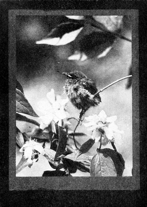 Taken in Oregon. Photo by Finley and Bohlman.
A CONTENTED BABY.