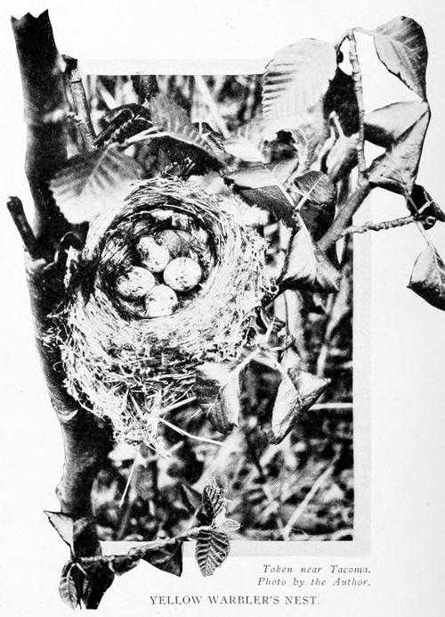 Taken near Tacoma. Photo by the Author.
YELLOW WARBLER’S NEST.