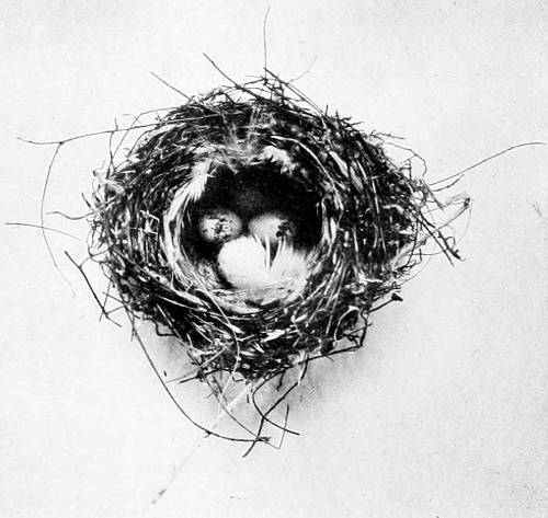 Taken in Tacoma. Photo by the Author.
NEST AND EGGS OF AUDUBON WARBLER.