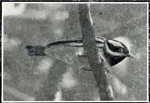 Taken near Blaine. Photo (retouched) by the Author.
“UPON THE OVERHANGING LIMB OF AN APPLE TREE.”