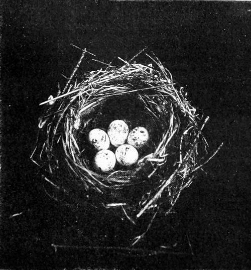 Taken in Tacoma. Photo by J. H. Bowles.
NEST AND EGGS OF THE BLACK-THROATED GRAY WARBLER.