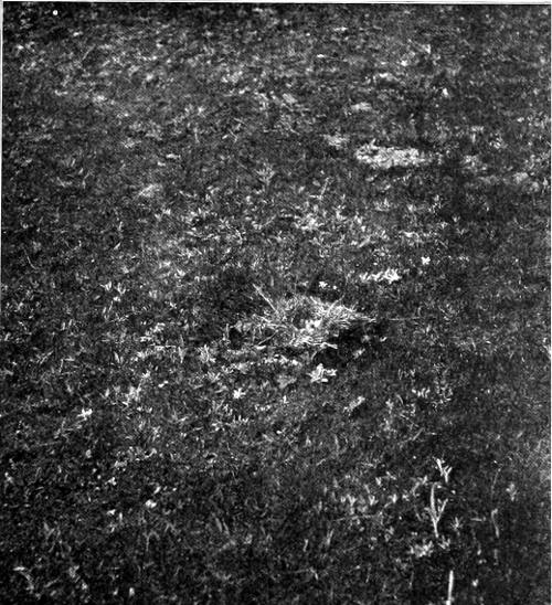 Taken at South Tacoma. Photo by Dawson and Bowles.
THE NEST ON THE GOLF LINKS.