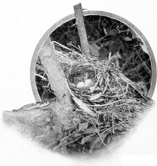 Taken near Spokane. Photo by F. S. Merrill.
NEST AND EGGS OF THE WILLOW THRUSH.