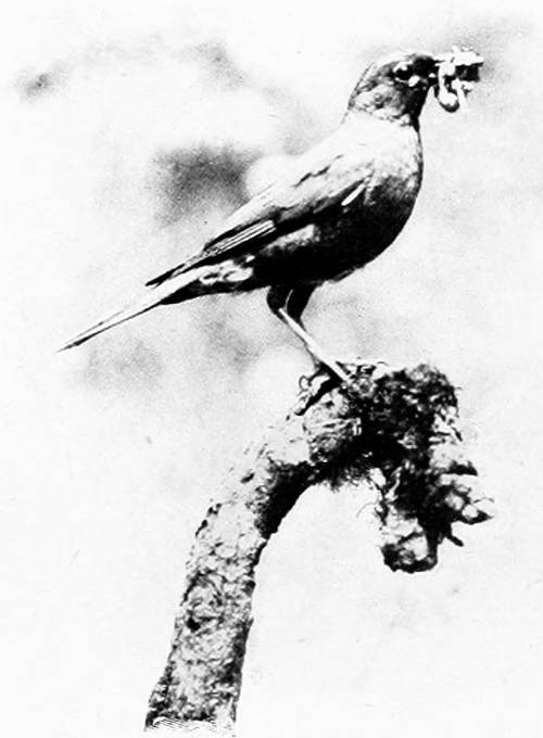 Taken in Oregon. Photo by W. L. Finley.
BACK FROM MARKET.