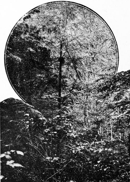 Taken near Mt. Baker. Photo by the Author.
“THE VARIED THRUSH BUILDS WELL UP IN A SMALL FIR TREE.”