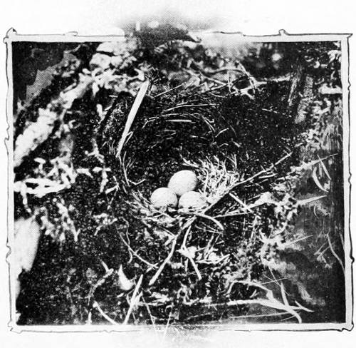 Taken at Glacier. Photo by the Author.
NEST AND EGGS OF VARIED THRUSH.