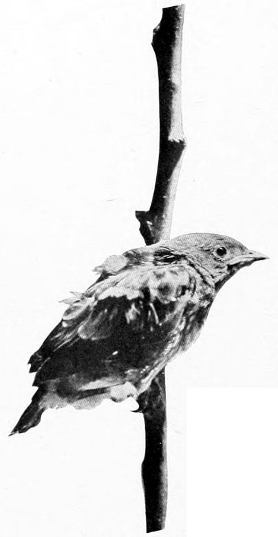 Taken in Spokane. Photo by F. S. Merrill.
LITTLE BOY BLUE.