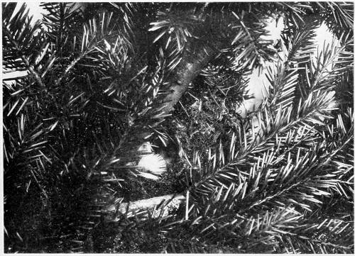 Taken near Tacoma. Photo by Bowles and Dawson.
NEST OF WESTERN GOLDEN-CROWNED KINGLET IN FIR BRANCH.
THIS IS THE MOST THAT MAY BE SEEN OF NEST OR CONTENTS FROM ANY ANGLE.