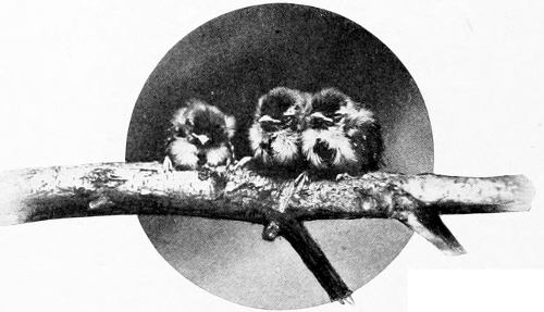 Taken near Tacoma. Photo by the Authors.
NID-NID-NODDING.