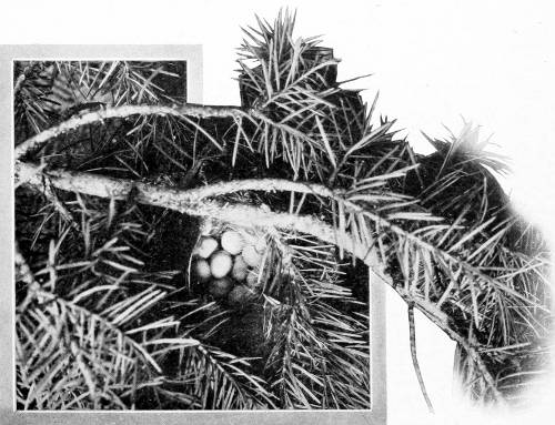 Taken near Newport. Photo by Dawson and Bowles.
RUBY’S BASKETFUL.