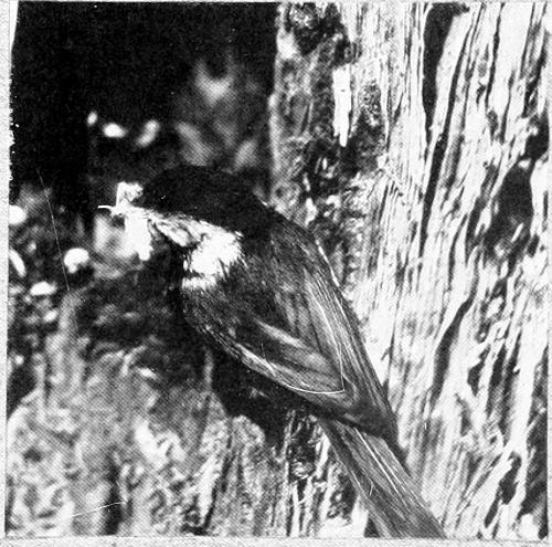 Taken in Oregon. Photo by W. L. Finley.
LADEN WITH DAINTIES.
OREGON CHICKADEE NEAR NEST.