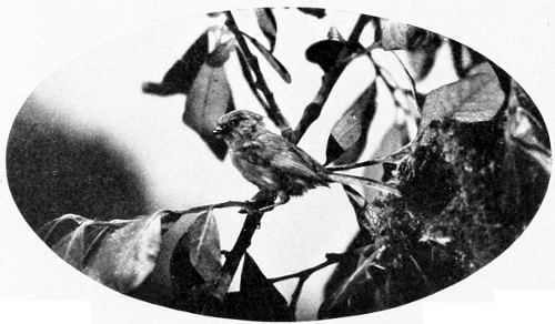 Taken in Oregon. Photo by Bohlman and Finley.
BUSH-TIT.