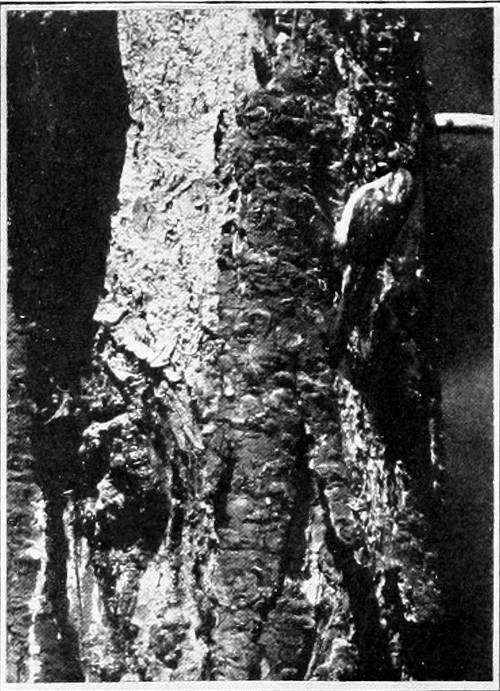 Taken near Tacoma. Photo by Bowles and Dawson.
TAWNY CREEPER APPROACHING NEST.
THE MOTHER’S BEAK IS LADEN WITH GOOD THINGS.