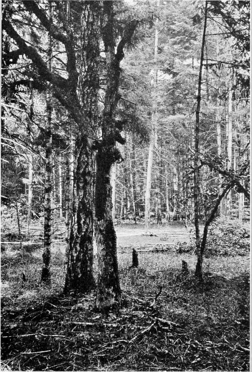 Taken near Tacoma. Photo by W. Leon Dawson.
NESTING SITE OF THE TAWNY CREEPER.