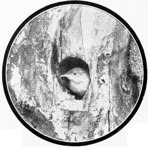 Taken in Oregon. Photo by Finley and Bohlman.
HOW’S THE WEATHER OUTSIDE?
WESTERN HOUSE WREN AT ENTRANCE OF NESTING HOLE.