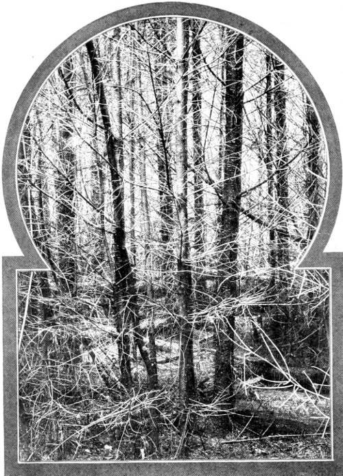 Taken in Seattle. Photo by the Author.
A THICKET IN RAVENNA PARK, WHICH ONLY THE WINTER WREN WILL EXPLORE.