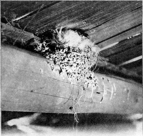Taken near Spokane. Photo by F. S. Merrill.
NEST OF BARN SWALLOW.