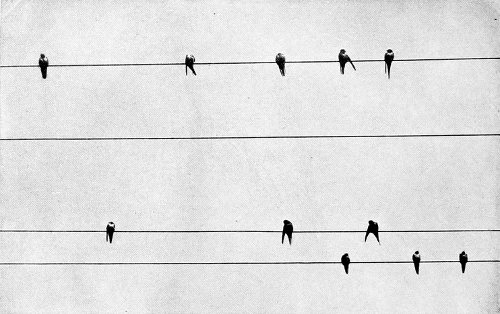 Taken in Blaine. From a Photograph Copyright, 1908, by W. L. Dawson.
THE NOONING.
BARN SWALLOWS ON TELEGRAPH WIRES.