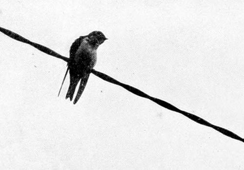 Taken in Seattle. Photo by the Author.
TREE SWALLOW.