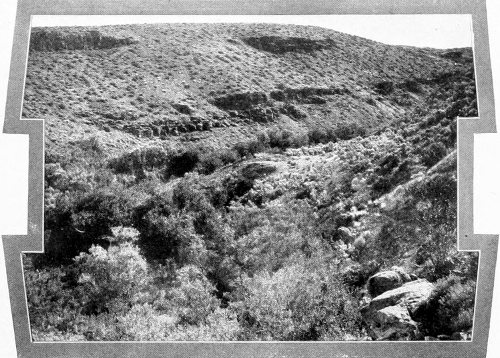 Taken in Douglas County. Photo by the Author.
THE SHRIKE’S PRESERVE.