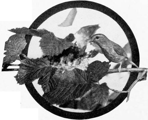 Taken in Oregon. Photo by Bohlman and Finley.
WESTERN WARBLING VIREO AT NEST.