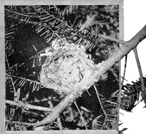 Taken near Tacoma. Photo by Dawson and Bowles.
BRIMFUL.