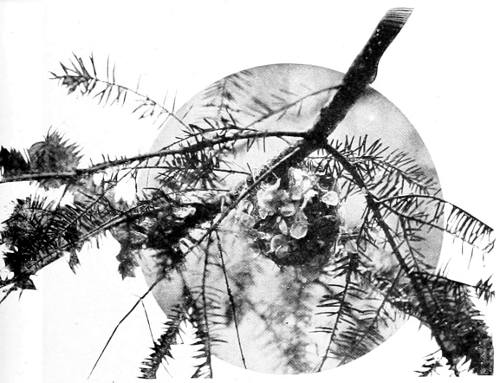 Taken near Tacoma. Photo by Bowles and Dawson.
A DECORATED NEST.