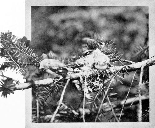 Taken near Tacoma. Photo by Bowles and Dawson.
O’ER YOUNG TO FLIT.