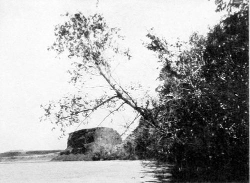 Taken in Douglas County. Photo by W. L. Dawson.
COLD SPRING LAKE.
THE ORIOLE-KINGBIRD NEST APPEARS NEAR THE TOP OF THE PROJECTING TREE.