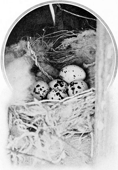 Taken in Douglas County. Photo by the Author.
“BEAUTIES THEY ARE.”