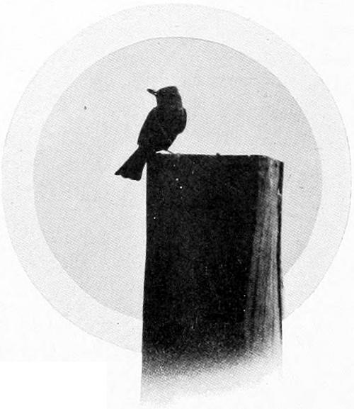 Photo by the Author.
SAY’S PEWEE.