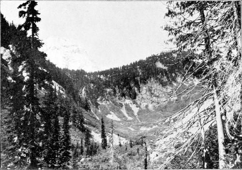 Taken in Chelan County. Photo by W. Leon Dawson.
CASCADE PASS AND THE VALLEY OF THE STEHEKIN.
A CHARACTERISTIC HAUNT OF THE OLIVE-SIDED FLYCATCHER.