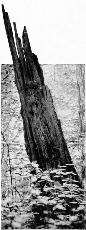 Taken near Tacoma. Photo by J. H. Bowles.
NEST OF WESTERN FLYCATCHER.