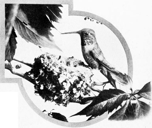 Taken in Oregon. Photo by Finley and Bohlman.
RUFOUS HUMMER AT NEST.