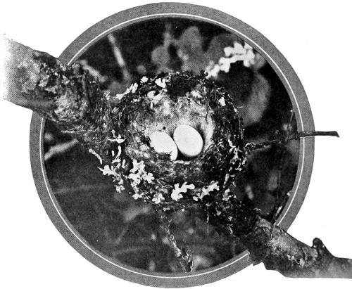 Taken near Tacoma. Photo by the Authors.
NEST OF RUFOUS HUMMER ON FIR BRANCH.