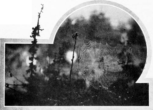 Taken near Tacoma. Photo by W. Leon Dawson.
TREASURE TROVE FOR THE HUMMER.
COBWEBS ARE LARGELY UTILIZED IN THE BUILDING OF A HUMMINGBIRD’S NEST.