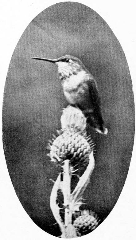 Taken in Spokane. Photo by F. S. Merrill.
A NEARER VIEW.